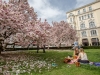 Magnolien am Makartplatz in Salzburg, 2016-04-05, Foto: Chris Hofer