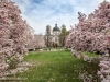 Magnolien am Makartplatz in Salzburg, 2016-04-05, Foto: Chris Hofer