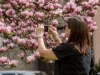Magnolien am Makartplatz in Salzburg, 2016-04-05, Foto: Chris Hofer