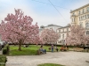 Magnolien am Makartplatz in Salzburg, 2016-04-05, Foto: Chris Hofer